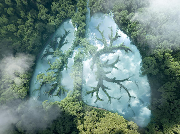Topview van een bos